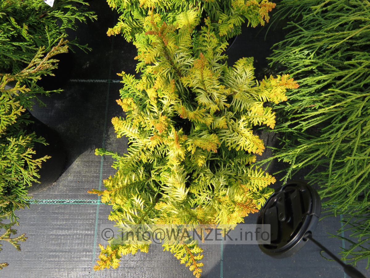 Chamaecyparis obtusa Tetragona Aurea 03.JPG